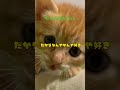 もぐのきもち10 #shorts #short #もぐのきもち#猫#子猫 #保護猫 #cat #猫好きさんと繋がりたい #動物 #ペット