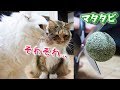 猫が酔っ払うというマタタビボールを分解したい!