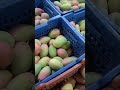 منغو اليمن اليمن صنعا السعودية دبي قطر سوريا استراحة مسافرين منغو اليمن اليمن صنعا السعودية دبي قطر سوريا استراحة مسافرين