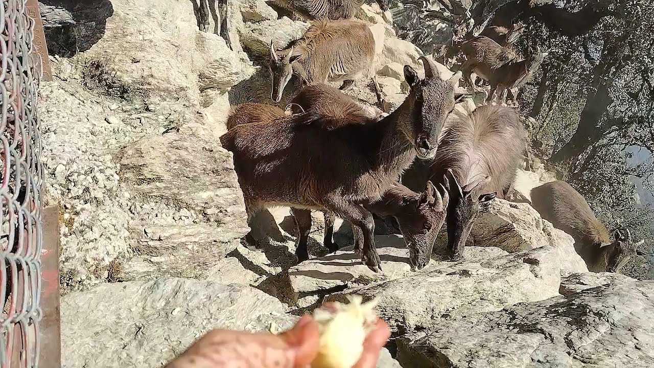 चोपता में देखा पहली बार इतने सारे हिमालयन थार  🦌🦌🦌।।