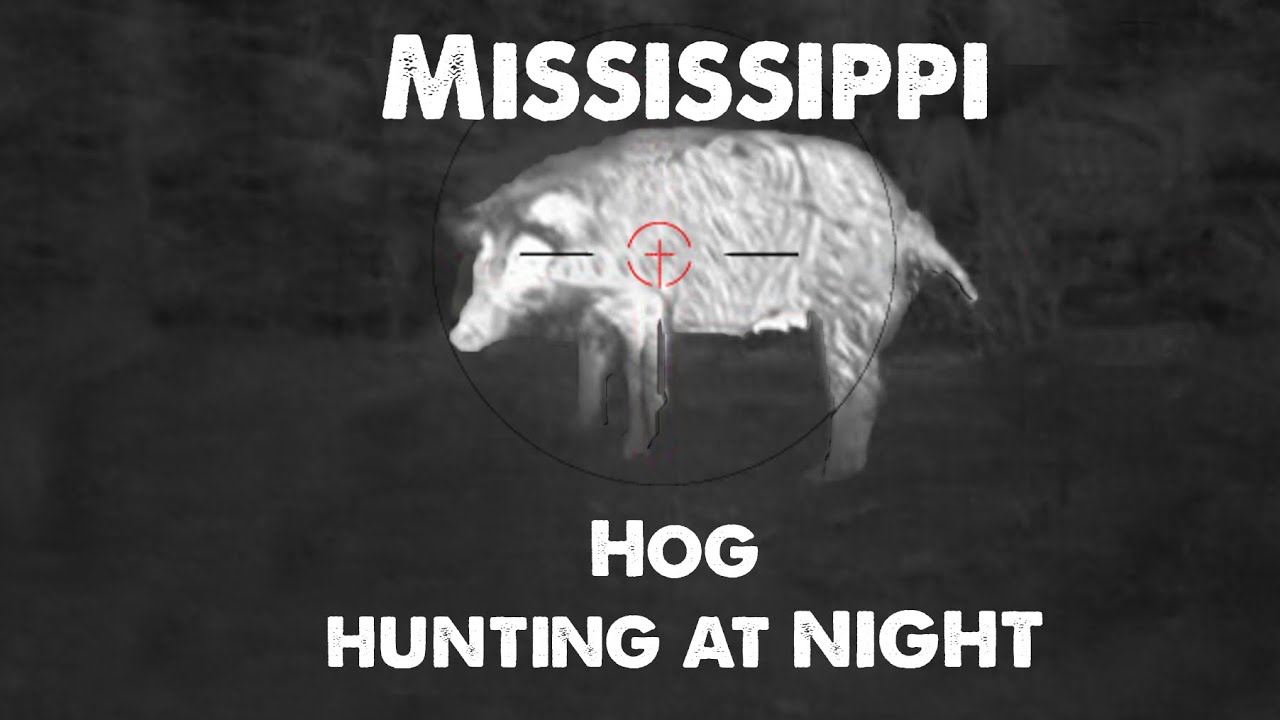 HOG HUNTING AT NIGHT WITH THERMALS YouTube