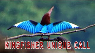 KINGFISHER CALL|VOICE|SOUND|SONG|SUARA BURUNG CEKAKAK TENGKEK UDANG GACOR UNTUK yalıçapkını sesi.