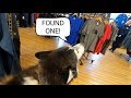 Dog goes shopping in search of Hoomans to love | Making people Smile| Funny animals