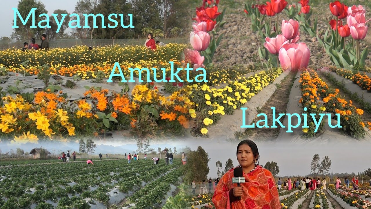 Manipur youth season frammer Milan Khaidem interveiw Nambol Kabowakching strawberry,tulip,marigold