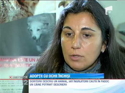 Video: Puteți Adopta Un Câine TSA De La Aeroport Care Nu A Reușit Antrenamentul