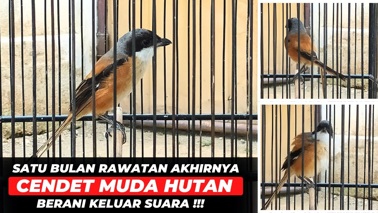 HASIL DARI SABAR & KONSISTEN❗CENDET MH RAWATAN 1 BULAN LANGSUNG RAJIN BUNYI❗