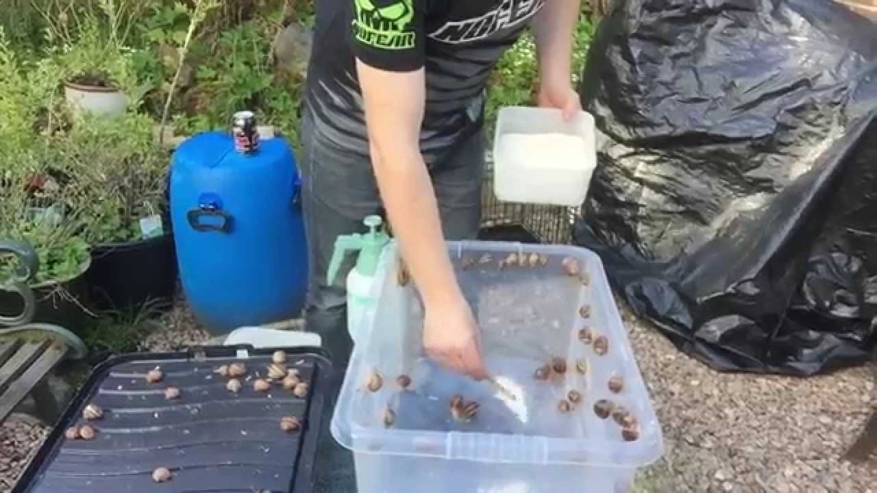 My Brother Craig Explains His Snail Farm