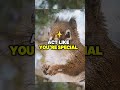 Eagle attitude story #youtubeshorts #thepelicanbird #wildlife #facts #eaglets #shorts