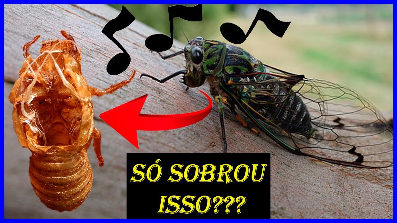 Cigarra cantando até explodir: é verdade? | Minuto Animal #12 - YouTube