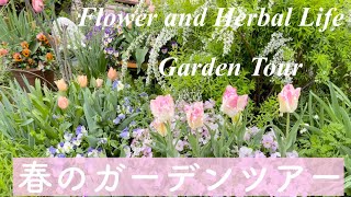 【春のガーデンツアー】庭で育てる美しいチューリップの育て方とガーデンツアー