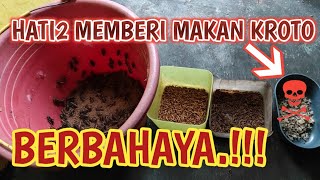 Menu Pakan Terbaik Untuk Indukan Murai Batu Meloloh Anaknya ||👍 Ternak Murai Batu Pakan Voer