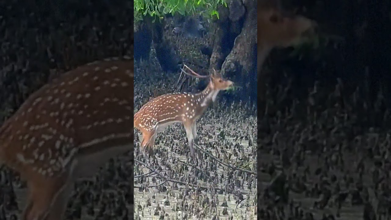চিত্রা হরিণ I কটকা I সুন্দরবন