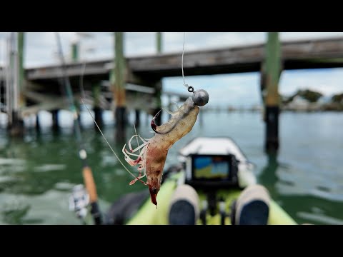Filling Box With Sheepshead with Live Shrimp (How to, Where to) Stuart FL Ad Free