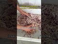 #foodmachine #vegetablecutter #commercialkitchen #foodmachinery #vegetableshredder