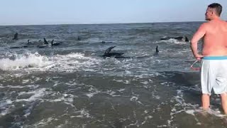 More than 50 whales beach themselves on Georgia island