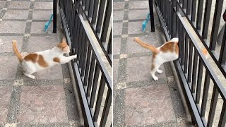 Cat Gets Stuck Trying To Jump Through Gate