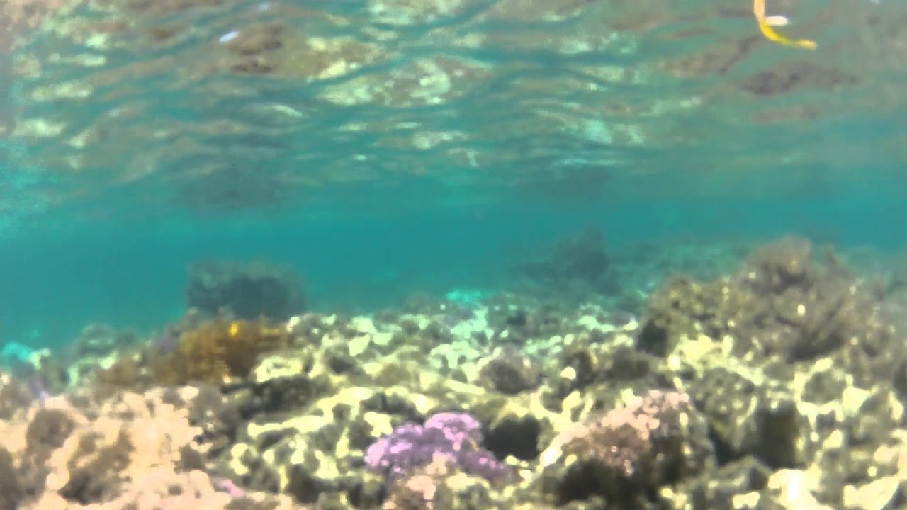Snorkeling on Rottnest Island W.A. YouTube