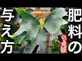 【肥料】驚く程「超効くタイミング」を公開します【ビカクシダ・コウモリラン】