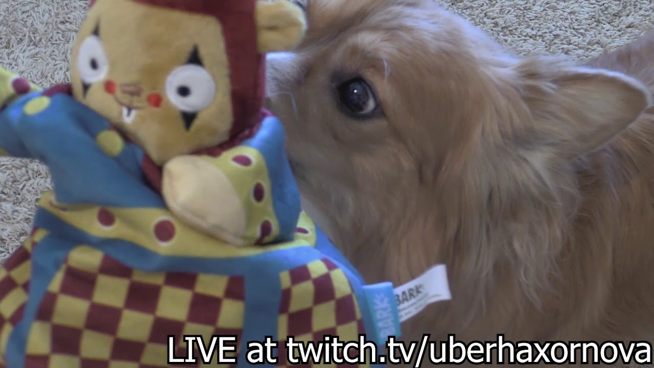 Jester Puppet - Dog video from UberHaxorNova.