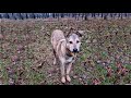 Scared Abandoned Dog had a Dream… Watch to See if it Came True