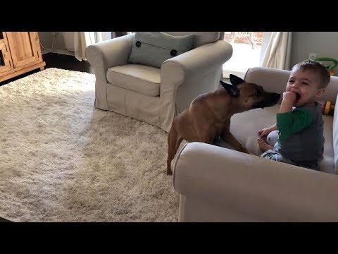 Dog Keeps Making Toddler Giggle