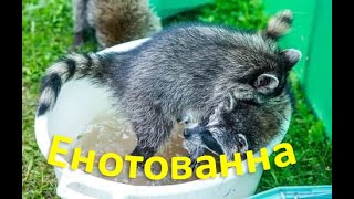 ЕНОТОВАННА Купающийся енот!