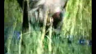 Baboons