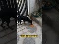 #dog का प्रेम#short#ytsdutio#yt