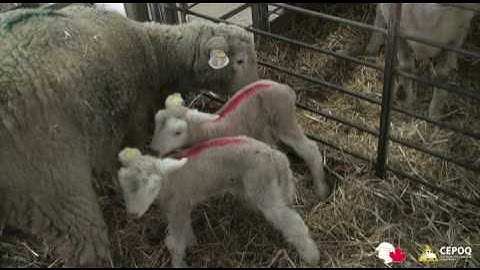 Allflex tags video CSBA-CEPOQ 2016