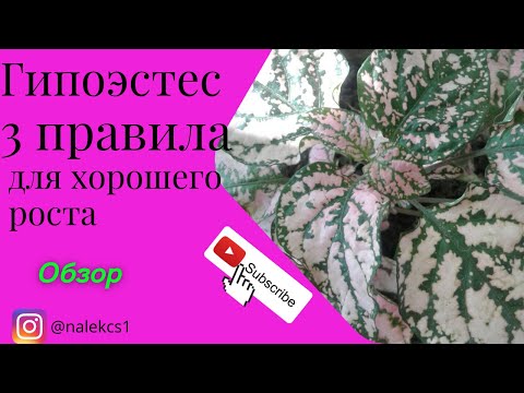 Гипоэстес 3 правила