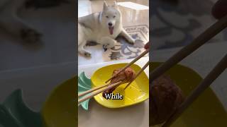 Are You The Golden Retriever... Or The Husky? 😂🍗 #shorts