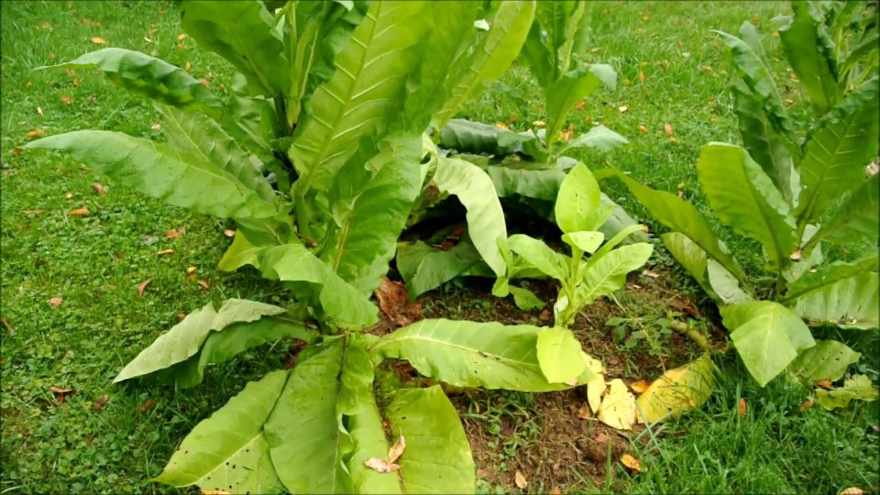 The Monax, deer selection, and tobacco plants YouTube