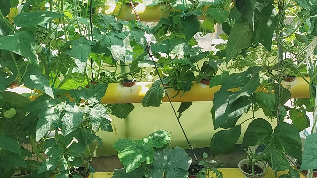 وقت تشغيل نظام الزراعة المائية