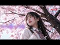 Smooth Japanese Lofi Music 🎶 Calm Anime Inspired Beats for Relaxation and Focus Sessions