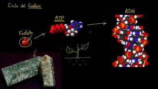 The Phosphorus Cycle | Ecology | Biology | Khan Academy in Spanish
