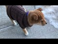 Shiba inu puppys cutest momentleo  plays in the front and back yard after a nap