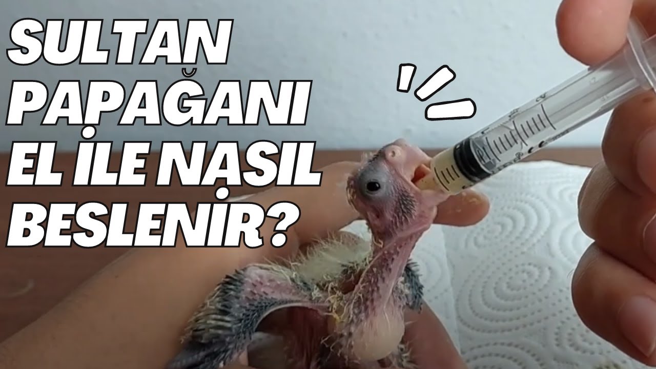 Sultan Papağanı Yavrusu Nasıl Beslenir? El ile yavru besleme ve mama tarifi #sultanpapağanı #keşfet