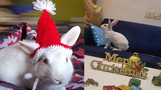 Merry Christmas  to Everybun | Vlog | Room tour