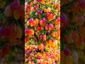 Quick and easy ways to grow and propagate Golden Berry trees #garden #fruits #diy