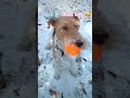 Kaia love 🥰 snowww #foxterrier #winter