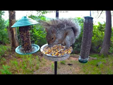 Massachusetts Wetland Wildlife Cam live cam preview