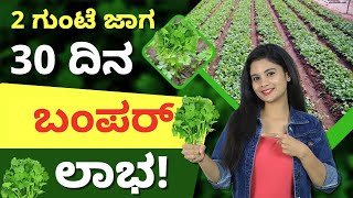 30 ದಿನದಲ್ಲಿ ಲಾಭ ಕೊಡುವ ಕೊತ್ತಂಬರಿ ಬೇಸಾಯ ಹೇಗೆ ಮಾಡುವುದು? | Most Profitable Coriander Farming | screenshot 4