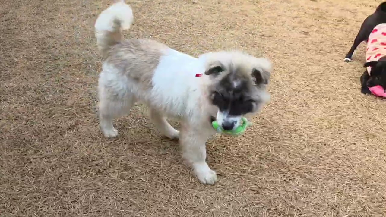 Raccoon, Smurf playing with other dogs at a dog park💙