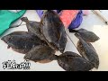［夫婦船］海の幸を追え！おかんがにっこり