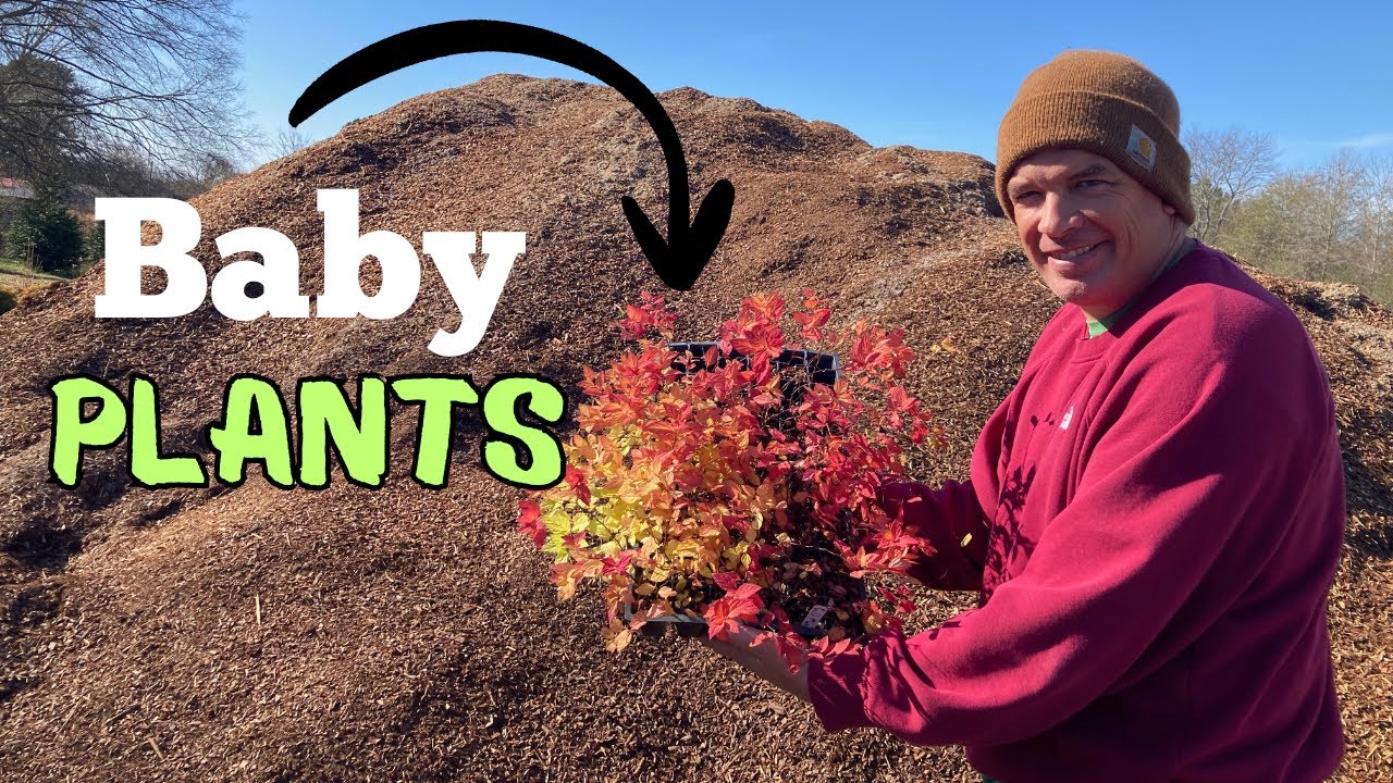 Урок по садоводству №6 - Работа с растениями зимой: пересадка и дальнейшие шаги.