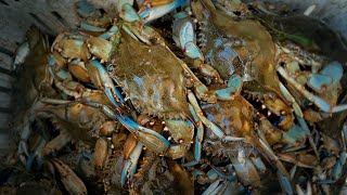 2 Hours of CRAB CATCH and COOKS  Loading up on BLUE CRABS