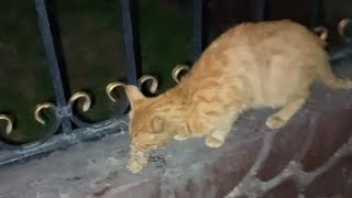 Встретила голодного рыжего котика.Он был домашний.В настоящее время он стал уличным котом.#top #cat