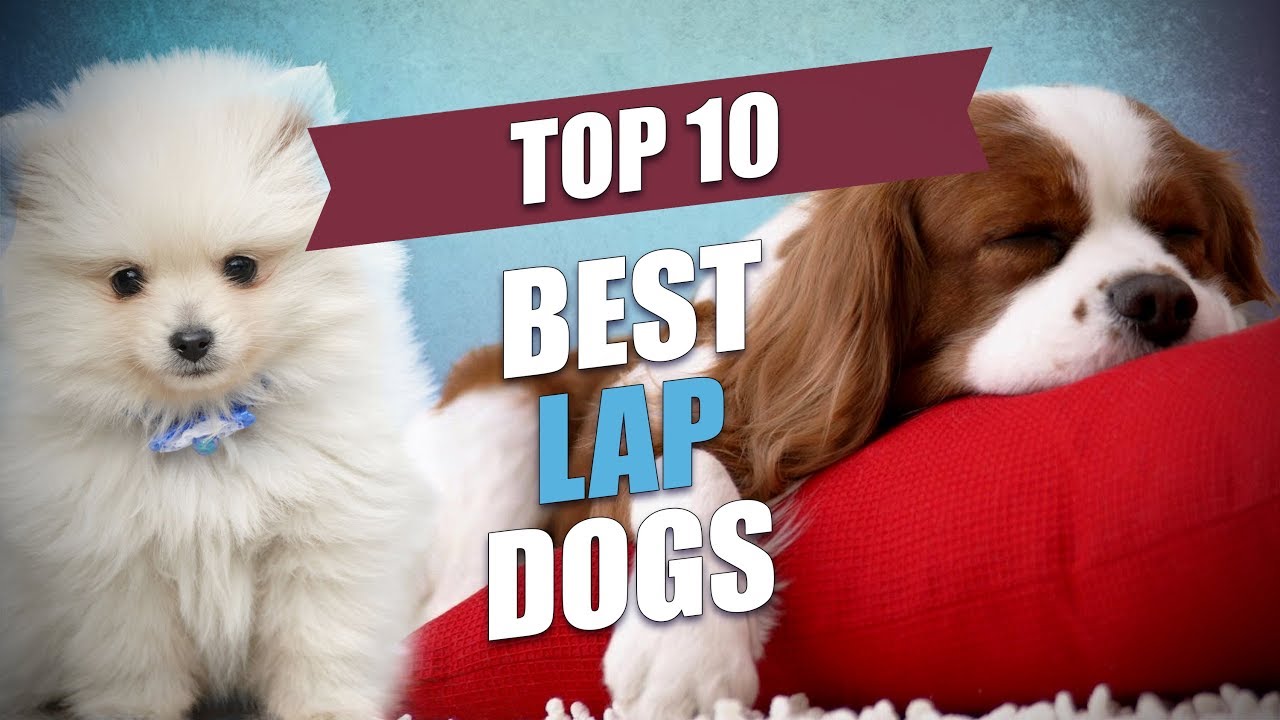 list of lap dogs