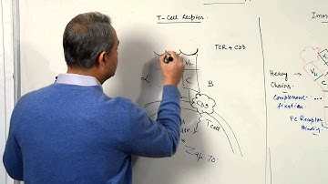 Immunology Lecture 9 (T cell receptors and Immunoglobulins) 2/4