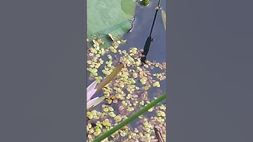 Thumbnail of Beautiful water Lily#song #viral #trendingshorts